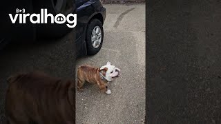 Bulldog Gets Excited for Skateboard Time  ViralHog [upl. by Wachter]