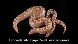 Kenyan Sand Boa Morphs Guide [upl. by Fiedler928]