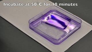 IEFPAGE Isoelectricfocusing Polyacrylamide Gel Electrophoresis [upl. by Leopold]