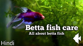 Betta fish care [upl. by Alver519]