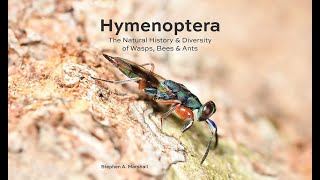 Hymenoptera The Natural History and Diversity of Wasps Bees and Ants [upl. by Timrek]