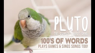 Parrot says 100s of words and sings songs  Pluto the talking Quaker Parrot [upl. by Semreh]