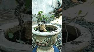 pruning bonsai waru lokal Dayanbonsai [upl. by Germana]