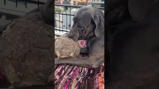 Cane corso play with boll 👺🥰alphathedogo dogoargentino canecorso dogbreeds labrador [upl. by Beffrey259]