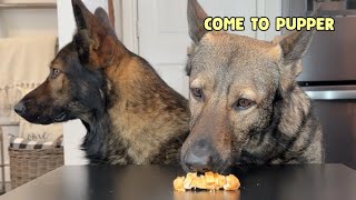 Will My German Shepherds Steal Food [upl. by Kcirad]