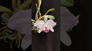 Cattleya lueddemanniana var Coerulea orchid flowers [upl. by Danette]