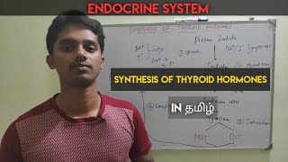 9 Synthesis of Thyroid hormones T3 and T4 in Tamil  Endocrine system [upl. by Asseniv102]