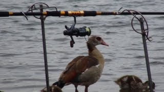 Egyptian Goose [upl. by Brose]