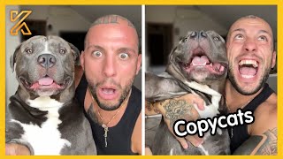 🐕 FULL When your dog copies your every move 🤣Funniest Dog Ever [upl. by Ahtanamas532]