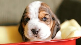 Basset Hound Puppies In A Tiny Wagon [upl. by Sadick]