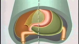 Embryological Development of GastroIntestinal Tract  ACLAND [upl. by Marget668]