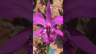 Hermosa Laelia speciosa mexico orquideas flores plants shorts [upl. by Ecneitap681]