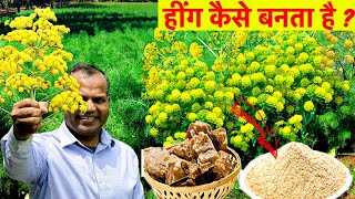 हींग कैसे बनता है Asafoetida Heeng  How it made Hing [upl. by Yramesor623]