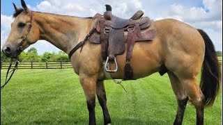 LTL Honey Gallo 2017 AQHA Gelding 477 Pitzer Ranch Fall Sale [upl. by Kacy]