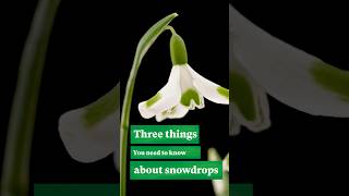 3 things you need to know about snowdrops wintergardens [upl. by Javler]