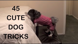 45 CUTE DOG TRICKS [upl. by Leitnahs]