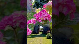 beauportabbey ukhydrangeaгортензияgarden гортензіяflowers parkjardinshortsアジサイhortensia [upl. by Maisey]