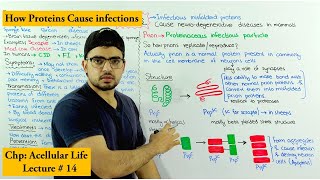 Prions  Proteinaceous infectious particles  Spongiform Encephalopathy [upl. by Vogele37]