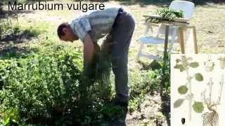 HARVESTING HOREHOUND  MARRUBIUM VULGARE [upl. by Nwahsel]