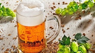 Getting closer to using beer hops to fight disease [upl. by Peg]