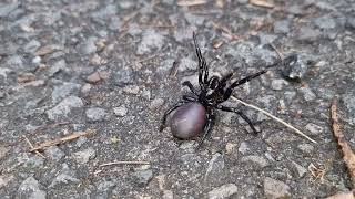 Sydney Funnel Web Spider Atrax Robustus [upl. by Nigam]