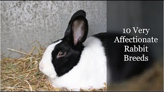 10 Very Affectionate Rabbit Breeds [upl. by Eseerehc]