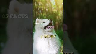 TOP 5 BEST NAMES FOR DOGS PART 2shorts short dog viralshort viralvideo video catfunnydogs [upl. by Jarrad]