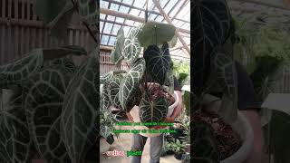 selling all kinds of ornamental plants [upl. by Nathaniel]