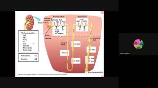 Selective Reabsorption and tubular secretion in nephron [upl. by Clift]