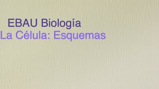 EBAU Esquemas Biología Celular [upl. by Ozen]