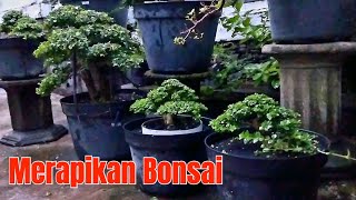 Merapikan Bonsai [upl. by Zeeba]