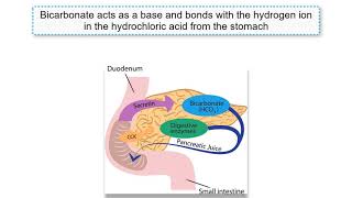 Gastrin CCK and Secretin explained [upl. by Baptista]