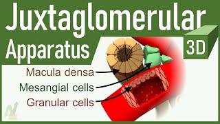 05 Juxtaglomerular Apparatus 3D [upl. by Notyalc]