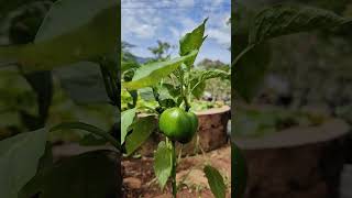 Bell Pepper Plant shorts capsicum bellpepper [upl. by Llenrup]