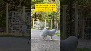 Blink and Youll Miss It Life with a Livestock Guardian Dog lgd greatpyrenees farmlife [upl. by Rolecnahc]