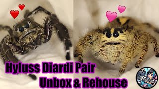 Cuteness Overload Hyllus Diardi Jumping Spiders Unboxing [upl. by Alikat36]