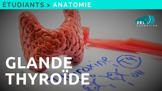 Formation Chirurgie ORL  Anatomie de la glande thyroïde [upl. by Aldridge605]