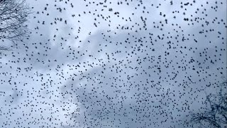 Starling Murmuration near Northwich Cheshire November 2023 Stunning and mind blowing [upl. by Nosylla]