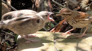 また托卵 スズメがコウウチョウの子供をつれてきた Song Sparrow Raised Cowbirds baby Brood Parasitism [upl. by Ahsiekahs]