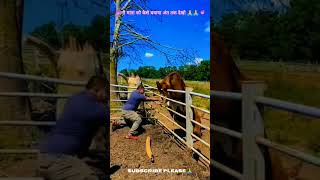 Thanks for saving 🙏🙏 cow reaction share soul goodvibes trending motivation relation ram [upl. by Bradford949]