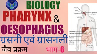 ग्रसनी। PHARYNX । ग्रासनली। OESOPHAGUS। Food Tube। ग्रसनी एवं ग्रासनली हिंदी में। [upl. by Ettennaj]