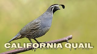 California quail call Valley quail sounds [upl. by Yajiv]