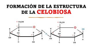 Bioquímica FORMACIÓN DE LA ESTRUCTURA DE LA CELOBIOSA [upl. by Kerge]