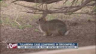 Tularemia case confirmed in Broomfield [upl. by Doownelg]