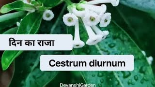 दिन‌ का राजा दिन में खुश्बू देने वाला जैसमिन cestrumdiurnum plant caretipsDay blooming jasmineyt [upl. by Mayer]