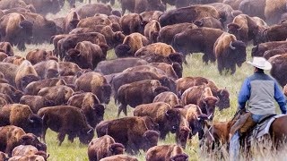 How US Ranchers Raise Thousands Of Bison  Bison Farming Documentary [upl. by Githens]