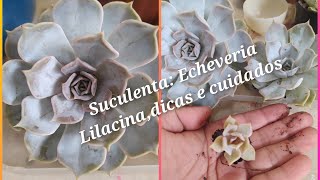 Suculenta Echeveria Lilacina Com dicas de Cultivo e crescimento [upl. by Agarhs]