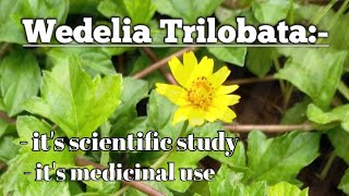 Wedelia Trilobata  Sphagneticola Trilobata A medicinal amp Garden plantOnenonlypharmacy [upl. by Atteiluj]