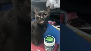 Salem the office cat CATS catsofyoutube [upl. by Lertnahs]