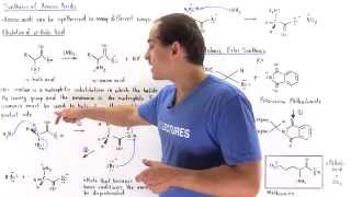 Synthesis of Amino Acids [upl. by Ilana243]